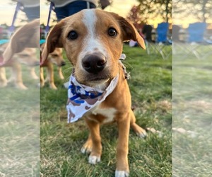 Labrador Retriever-Unknown Mix Dogs for adoption in Germantown, OH, USA