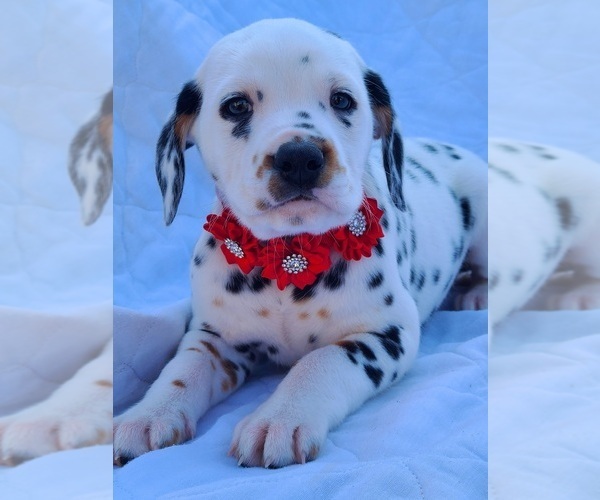 Medium Photo #5 Dalmatian Puppy For Sale in CAPE MAY COURT HOUSE, NJ, USA