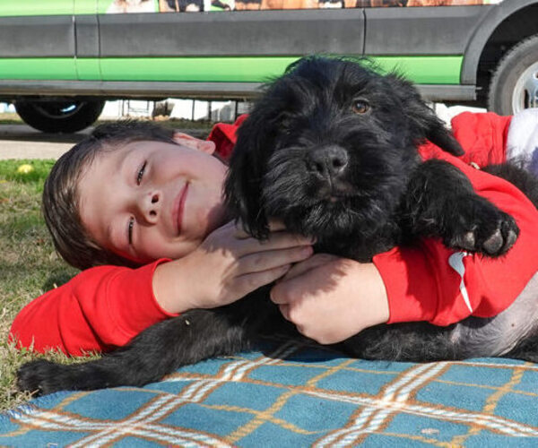 Medium Photo #1 Black Russian Terrier Puppy For Sale in S CHARLESTON, WV, USA