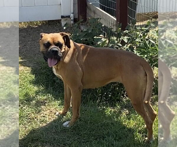 Medium Photo #1 Boxer Puppy For Sale in Tustin, CA, USA