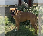 Small Boxer
