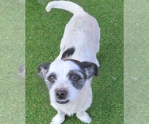 Jack Russell Terrier-Unknown Mix Dogs for adoption in Carrollton, TX, USA