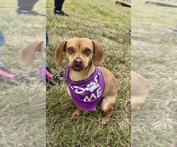 Medium Photo #13 Chiweenie Puppy For Sale in Mooresville, NC, USA