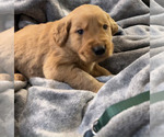 Small Photo #4 Golden Retriever Puppy For Sale in YAKIMA, WA, USA