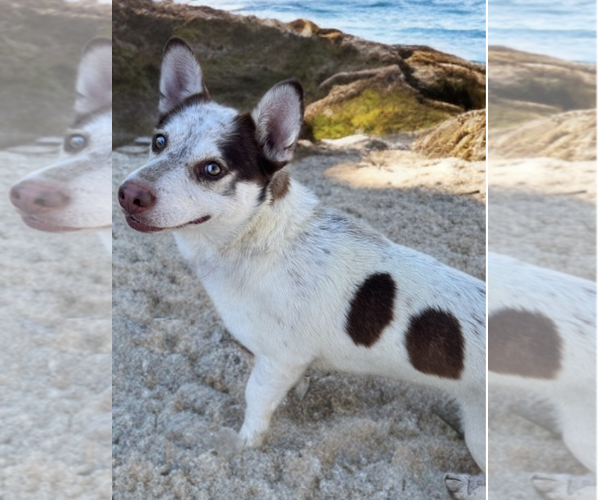 Medium Photo #4 Mutt Puppy For Sale in Newport Beach, CA, USA