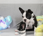 Small Photo #5 Boston Terrier Puppy For Sale in BROOKSVILLE, FL, USA