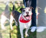 Small #4 American Bulldog Mix