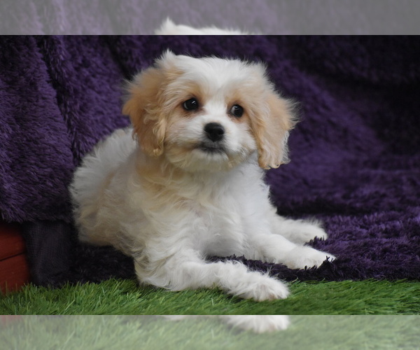 Medium Photo #1 Cavachon Puppy For Sale in ELDORADO, OH, USA