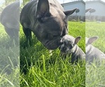 Small Photo #2 French Bulldog Puppy For Sale in MIDDLEBURY, IN, USA