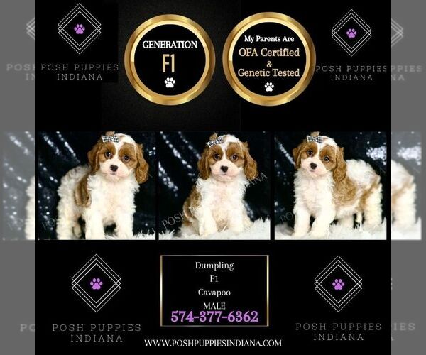 Medium Photo #6 Cavapoo Puppy For Sale in WARSAW, IN, USA