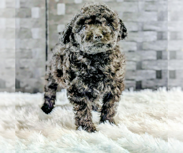 Medium Photo #12 Poochon Puppy For Sale in CAPAC, MI, USA