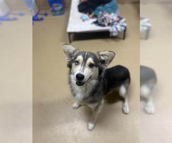 Medium Photo #1 Siberian Husky-Unknown Mix Puppy For Sale in Chula Vista, CA, USA