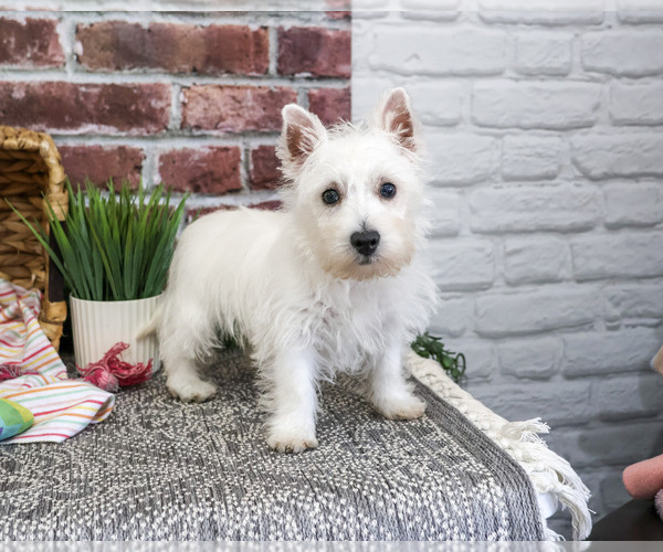 Medium Photo #2 Schnauzer (Miniature) Puppy For Sale in SYRACUSE, IN, USA