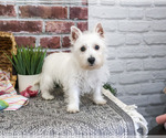 Ophelia - Female Schnauzer (Miniature) Puppy for Sale - Photo #2
