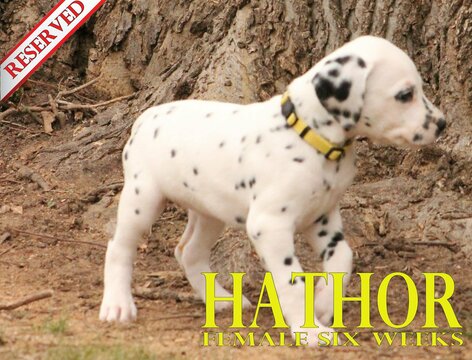 Medium Photo #53 Dalmatian Puppy For Sale in ENID, OK, USA