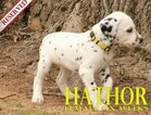 Small Photo #53 Dalmatian Puppy For Sale in ENID, OK, USA