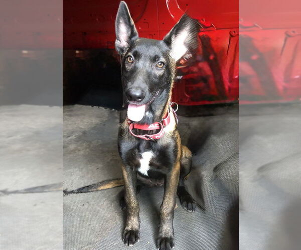 Medium Photo #1 Mutt Puppy For Sale in Imlay City, MI, USA