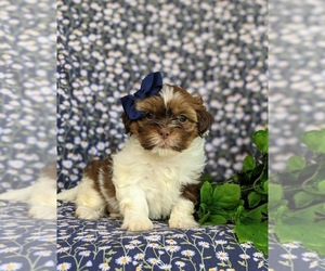 Shih-Poo Puppy for sale in GORDONVILLE, PA, USA
