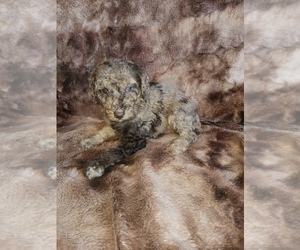 Poodle (Miniature) Puppy for sale in ELIZABETH, CO, USA