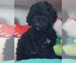Small #2 Cavapoo