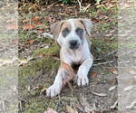 Small #6 Mastiff Mix