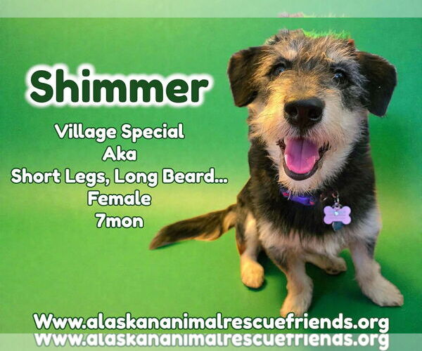 Medium Photo #4 Mutt Puppy For Sale in Anchorage, AK, USA