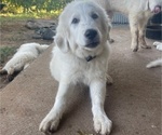Small Great Pyrenees