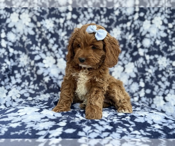 Medium Photo #4 Cock-A-Poo Puppy For Sale in LAKELAND, FL, USA