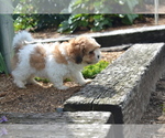 Puppy Brody Mal-Shi