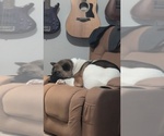 Small Photo #1 Akita Puppy For Sale in MOHRSVILLE, PA, USA