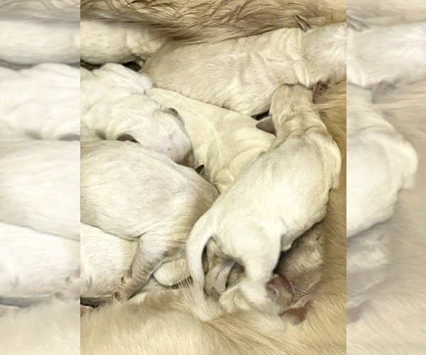 Medium Photo #3 Golden Retriever Puppy For Sale in NEOLA, WV, USA