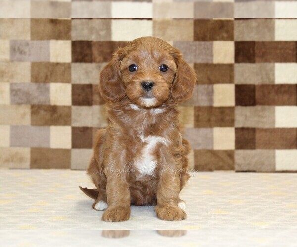 Medium Photo #3 Cavapoo (Miniature) Puppy For Sale in DENVER, PA, USA