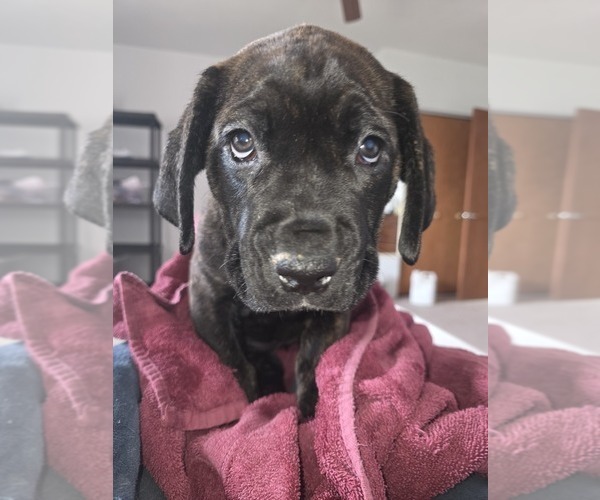 Medium Photo #31 Cane Corso Puppy For Sale in BLANCA, CO, USA