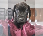 Small #30 Cane Corso