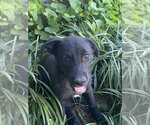 Small #7 Labrador Retriever Mix