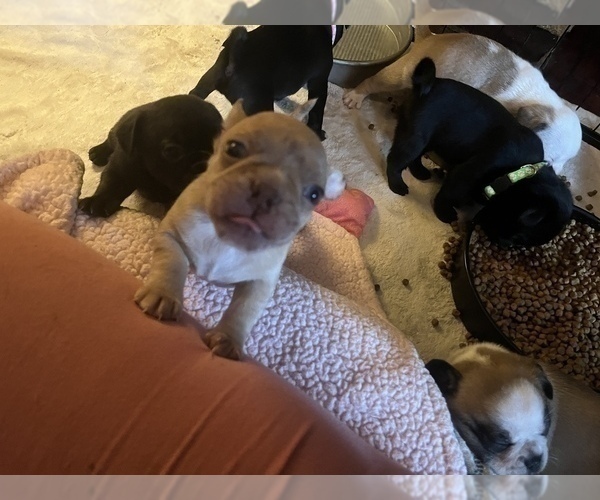 Medium Photo #3 Frenchie Pug Puppy For Sale in BLOOMINGTON, IL, USA