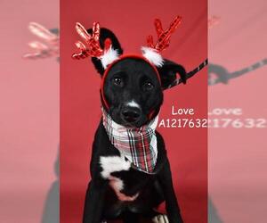 Labrador Retriever-Unknown Mix Dogs for adoption in Bakersfield, CA, USA