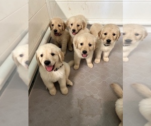 Golden Retriever Puppy for Sale in CARUTHERS, California USA