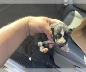 Siberian Husky-Unknown Mix Dogs for adoption in Houston, TX, USA