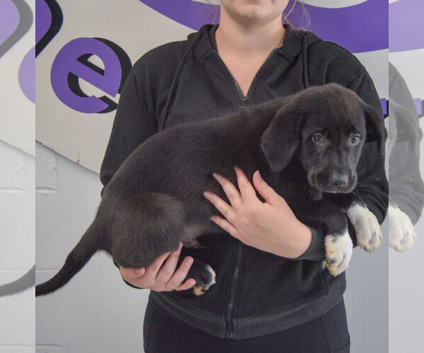 Medium Photo #2 Pyrenees Border Collie Puppy For Sale in Huntley, IL, USA