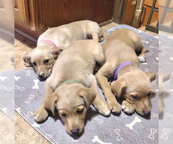 Medium Photo #4 Cheeks Puppy For Sale in Rutherfordton, NC, USA