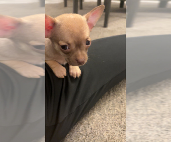 Medium Photo #1 Chihuahua Puppy For Sale in KANSAS CITY, MO, USA