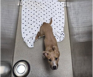 American Staffordshire Terrier Dogs for adoption in Fort Lauderdale, FL, USA