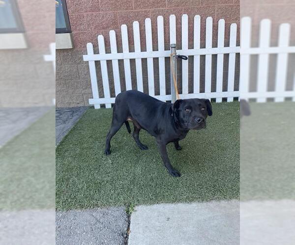 Medium Photo #1 Mutt Puppy For Sale in Modesto, CA, USA