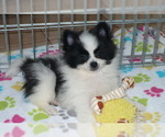 Small Photo #1 Pomeranian Puppy For Sale in ORO VALLEY, AZ, USA