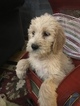 Small Photo #14 Poodle (Standard)-Spinone Italiano Mix Puppy For Sale in CLEVELAND, OH, USA
