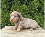 Small #1 Dachshund