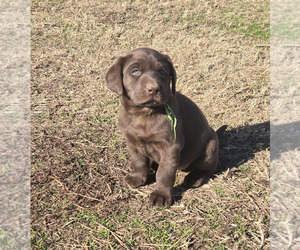 Labrador Retriever Puppy for sale in COLCORD, OK, USA