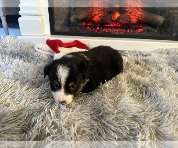 Medium Photo #22 Miniature Australian Shepherd Puppy For Sale in QUINCY, CA, USA