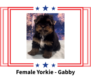 Yorkshire Terrier Puppy for sale in AZLE, TX, USA